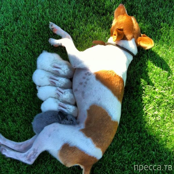 ����� �������� - �������� ��������, ����� 15 (46 ����)