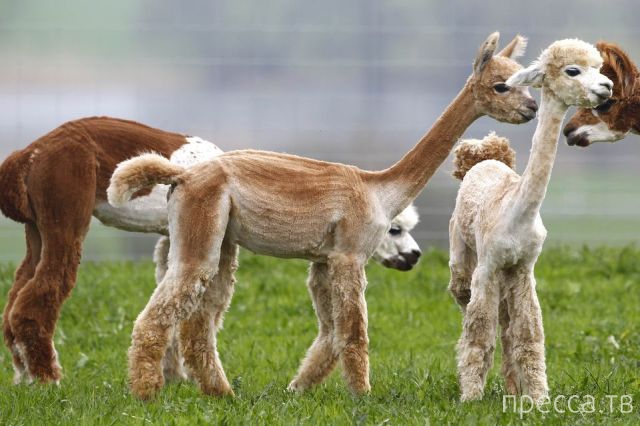 ����� �������� - �������� ��������, ����� 15 (46 ����)