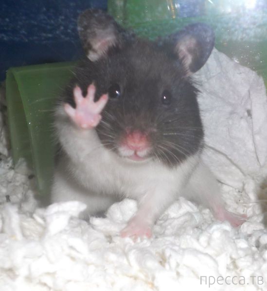 ����� �������� - �������� ��������, ����� 15 (46 ����)