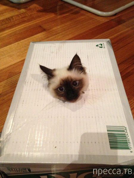 ����� �������� - �������� ��������, ����� 15 (46 ����)