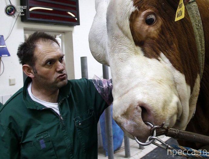 ��� ����� ������ � �����-�������������� ... (8 ����)