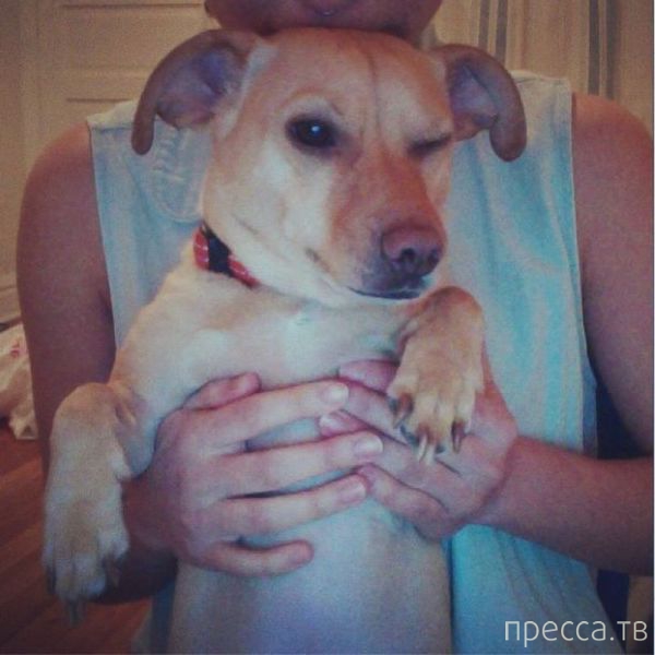 ����� �������� - �������� ��������, ����� 16 (43 ����)