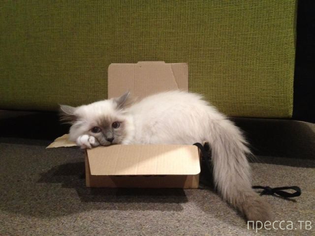 ����� �������� - �������� ��������, ����� 16 (43 ����)