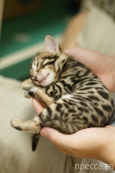 ����� �������� - �������� ��������, ����� 16 (43 ����)