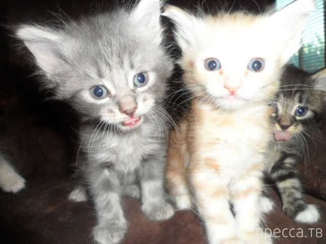 ����� �������� - �������� ��������, ����� 16 (43 ����)