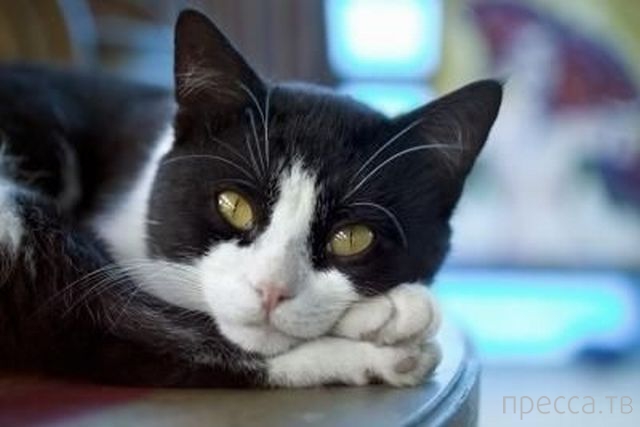 ����� �������� - �������� ��������, ����� 16 (43 ����)