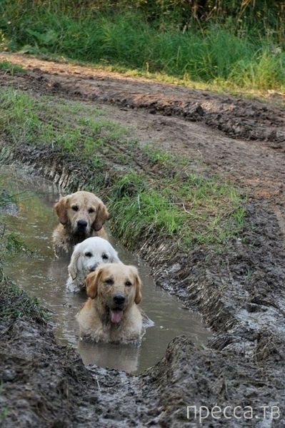 ����� �������� - �������� ��������, ����� 16 (43 ����)