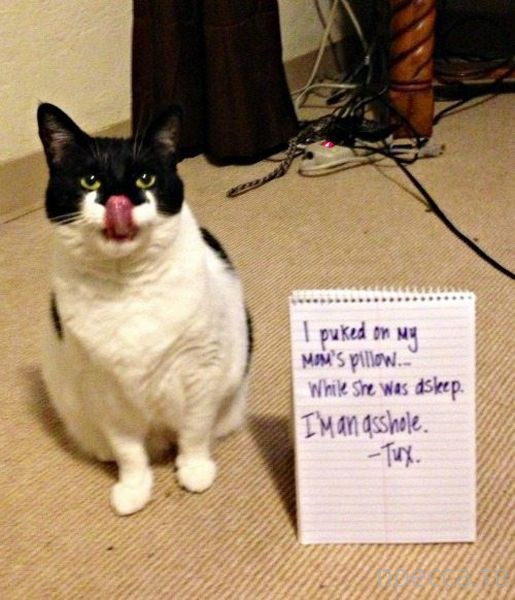 ����� �������� - �������� ��������, ����� 16 (43 ����)