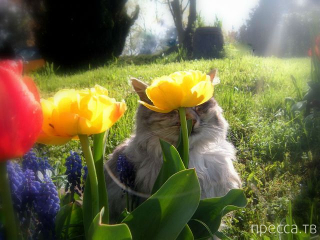 ����� �������� - �������� ��������, ����� 16 (43 ����)