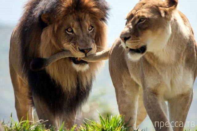 ����� �������� - �������� ��������, ����� 16 (43 ����)