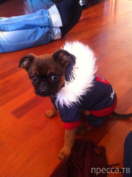 ����� �������� - �������� ��������, ����� 16 (43 ����)