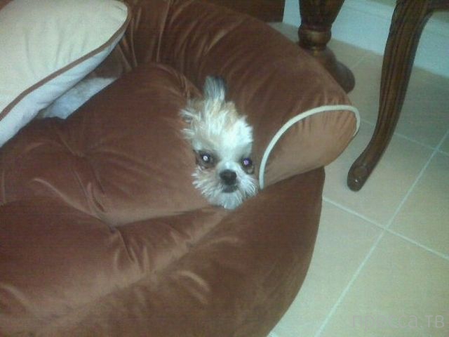 ����� �������� - �������� ��������, ����� 16 (43 ����)