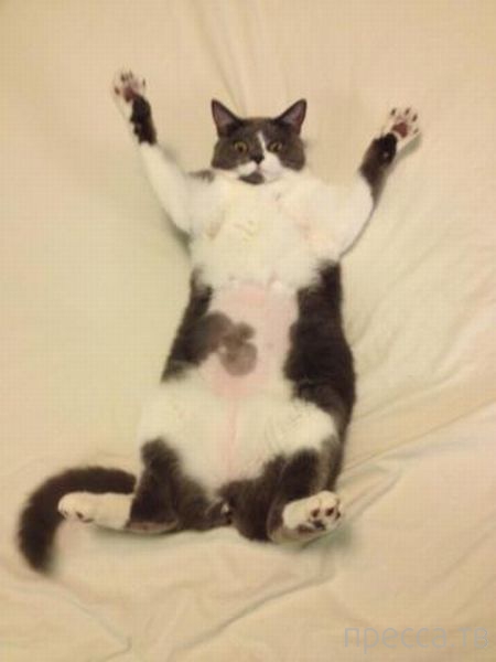 ����� �������� - �������� ��������, ����� 16 (43 ����)