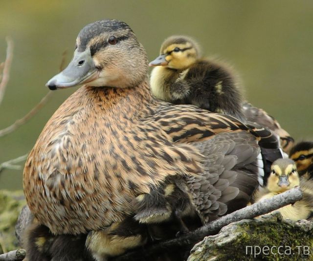 ����� �������� - �������� ��������, ����� 16 (43 ����)