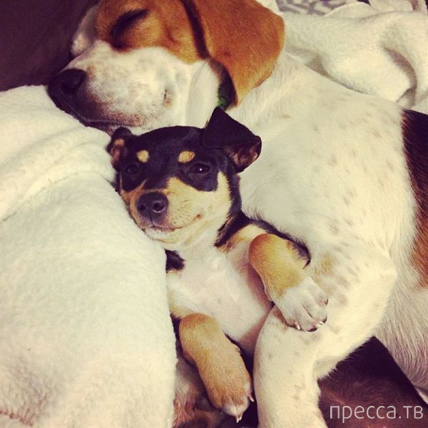 ����� �������� - �������� ��������, ����� 16 (43 ����)