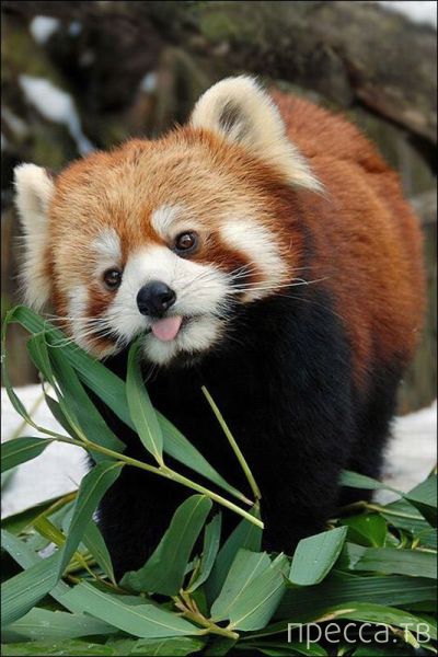 ����� �������� - �������� ��������, ����� 16 (43 ����)