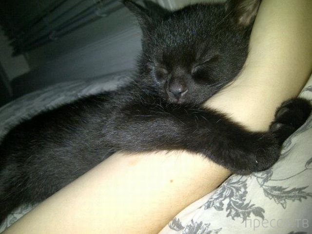 ����� �������� - �������� ��������, ����� 16 (43 ����)