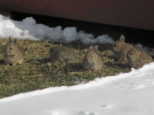 ����� �������� - �������� ��������, ����� 16 (43 ����)