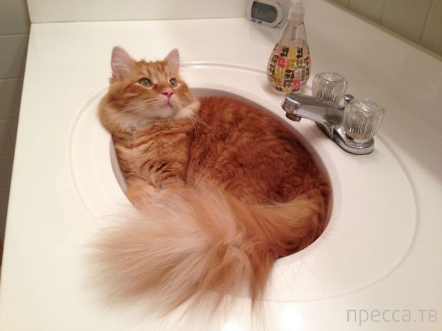 ����� �������� - �������� ��������, ����� 16 (43 ����)