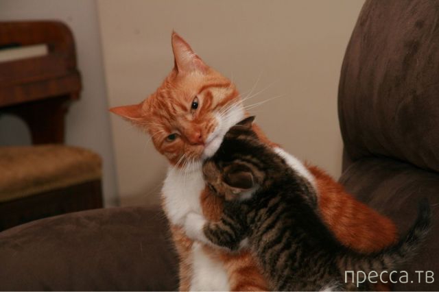 ����� �������� - �������� ��������, ����� 16 (43 ����)