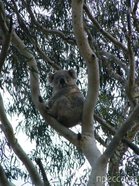 ����� �������� - �������� ��������, ����� 16 (43 ����)