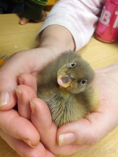 ����� �������� - �������� ��������, ����� 16 (43 ����)