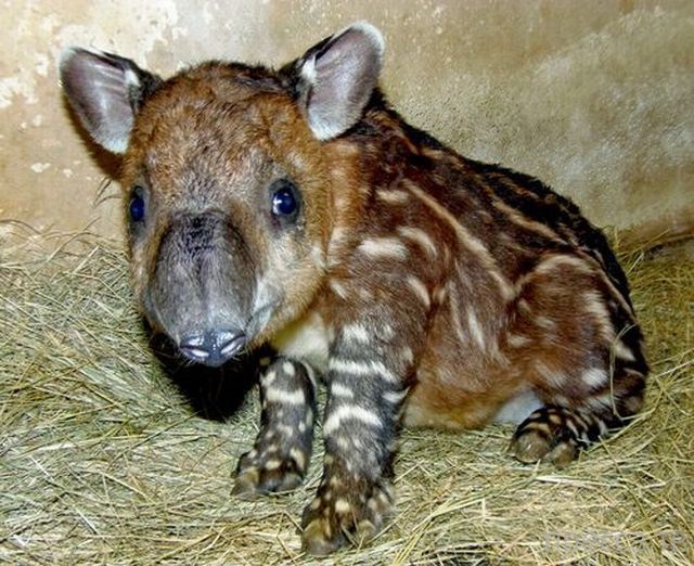 ����� �������� - �������� ��������, ����� 16 (43 ����)