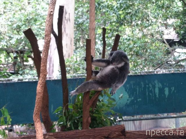 ����� �������� - �������� ��������, ����� 16 (43 ����)