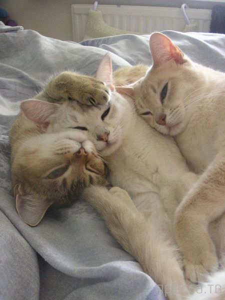 ����� �������� - �������� ��������, ����� 16 (43 ����)