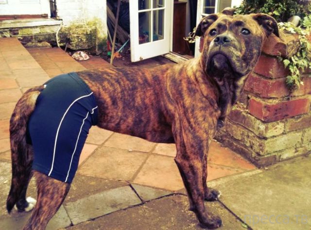 ����� �������� - �������� ��������, ����� 16 (43 ����)