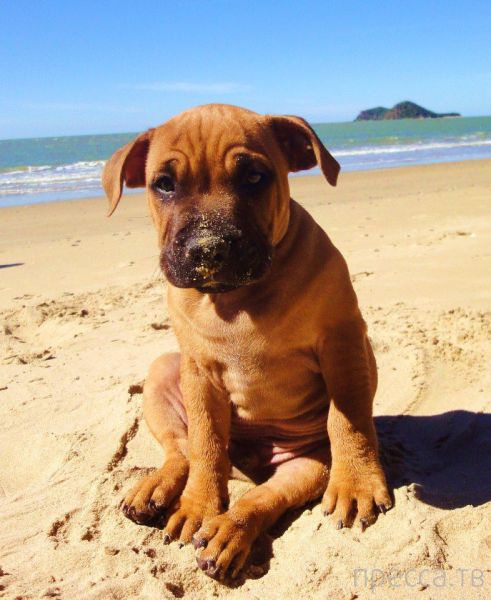 ����� �������� - �������� ��������, ����� 16 (43 ����)