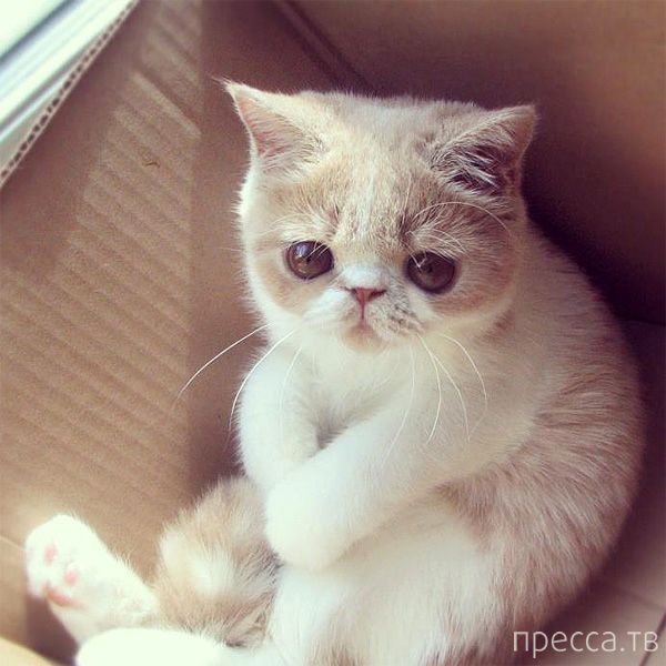 ����� �������� - �������� ��������, ����� 16 (43 ����)