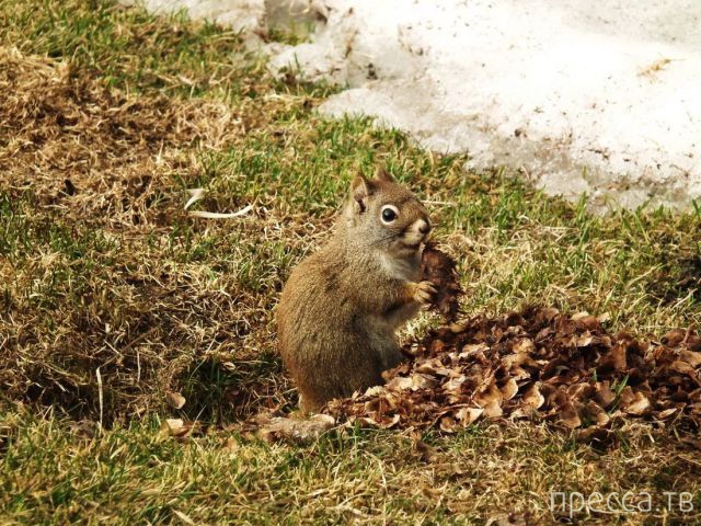 ����� �������� - �������� ��������, ����� 17 (43 ����)