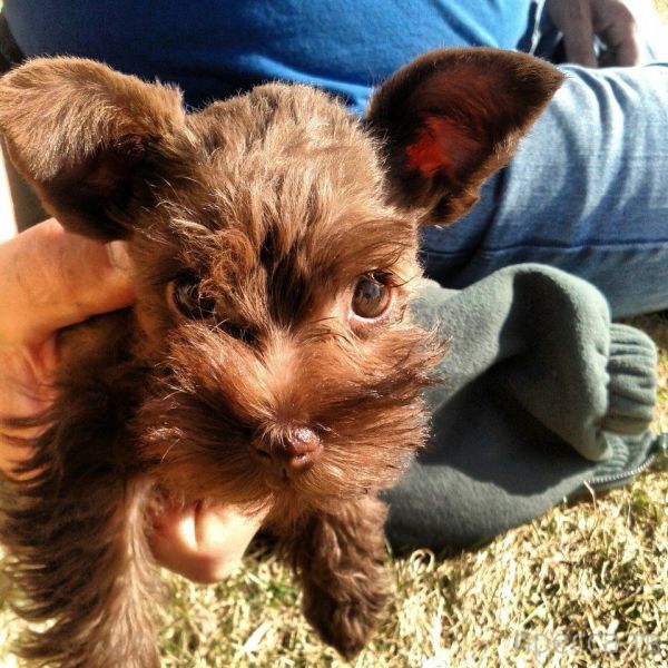 ����� �������� - �������� ��������, ����� 17 (43 ����)