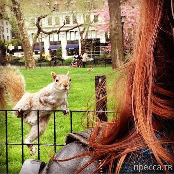 ����� �������� - �������� ��������, ����� 17 (43 ����)