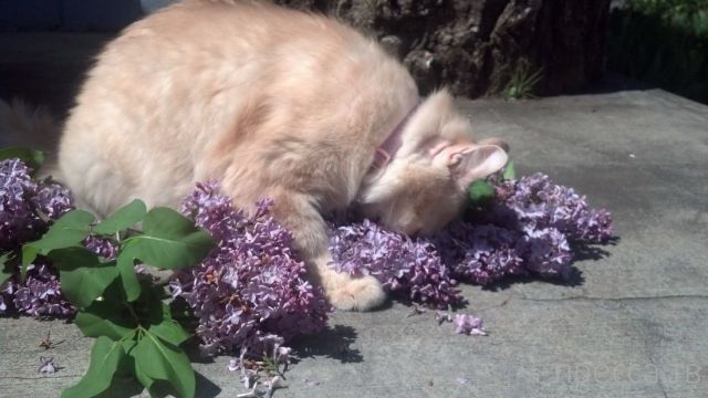 ����� �������� - �������� ��������, ����� 17 (43 ����)