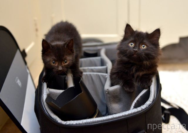 ����� �������� - �������� ��������, ����� 17 (43 ����)