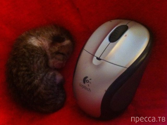 ����� �������� - �������� ��������, ����� 17 (43 ����)