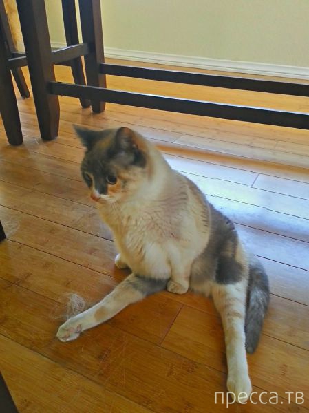 ����� �������� - �������� ��������, ����� 17 (43 ����)