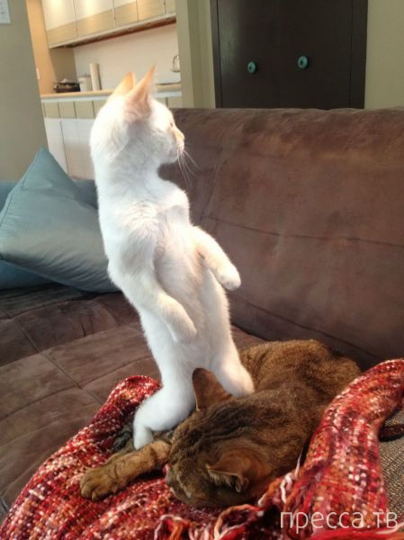 ����� �������� - �������� ��������, ����� 17 (43 ����)