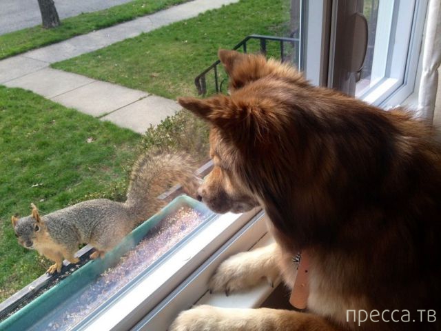 ����� �������� - �������� ��������, ����� 17 (43 ����)