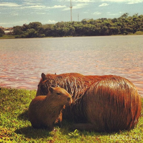 ����� �������� - �������� ��������, ����� 17 (43 ����)