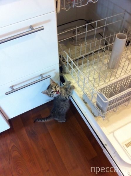 ����� �������� - �������� ��������, ����� 17 (43 ����)