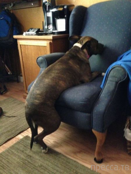 ����� �������� - �������� ��������, ����� 17 (43 ����)