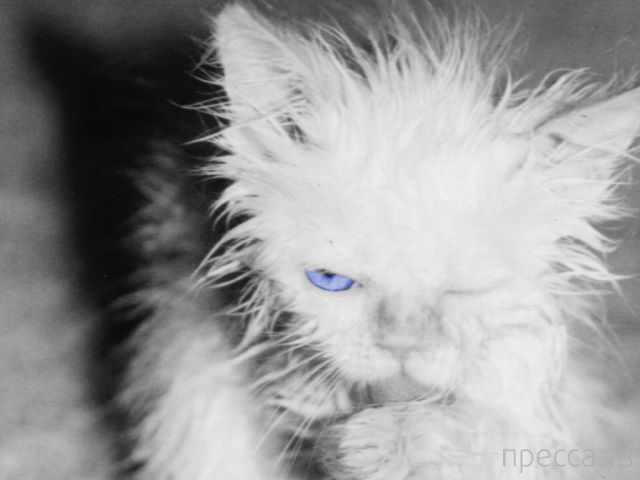 ����� �������� - �������� ��������, ����� 17 (43 ����)