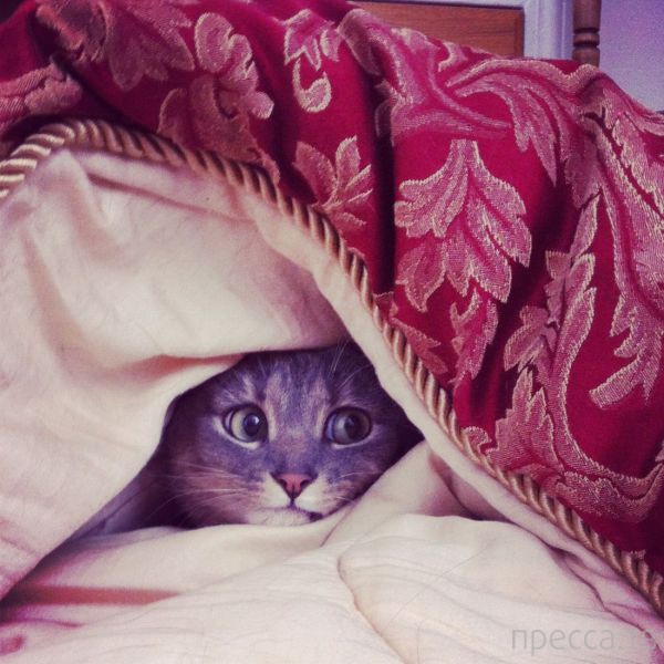 ����� �������� - �������� ��������, ����� 17 (43 ����)