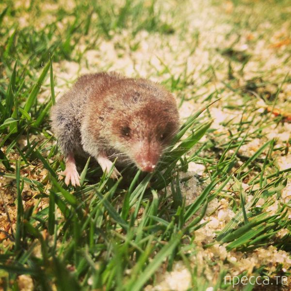 ����� �������� - �������� ��������, ����� 17 (43 ����)