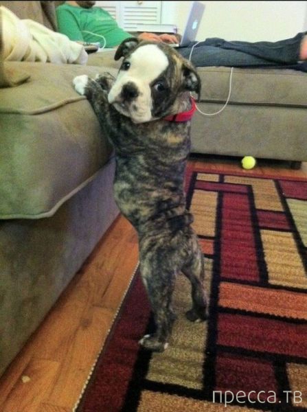 ����� �������� - �������� ��������, ����� 17 (43 ����)