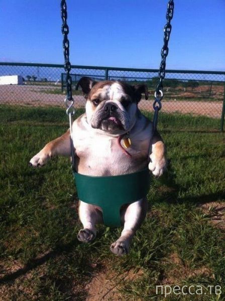 ����� �������� - �������� ��������, ����� 17 (43 ����)