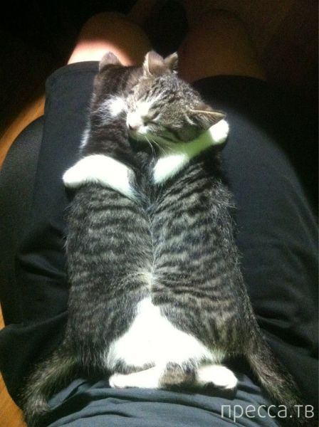 ����� �������� - �������� ��������, ����� 17 (43 ����)